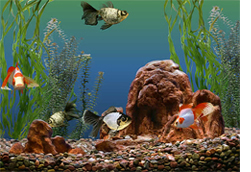 Обслуживание пресноводных аквариумов